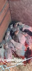  2 يووجد صيصان براهما بف جامبو  صيصان باكستاني من اهالي فخمات  صيصان حبش