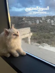  3 قطه شيرازي