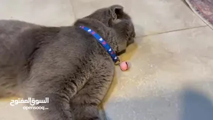  18 قط Scottish Fold للبيع بسعر مميز