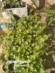  4 اعلان بيع اشتال عنب العمر سنتين  مؤتة الكرك. حي انجاصة الغربي شامي وبلدي