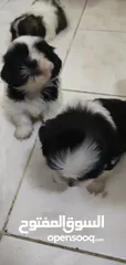  2 Shih Tzu FOR SALE