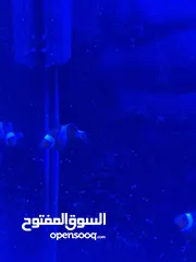  7 حوض سمك بحري نانو اجنبي 40x40 للبيع