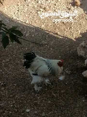  1 ديكين براهمي