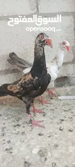  4 مخاليف سلافر