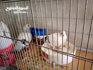  8 حمام للبيع