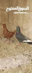  2 الحمام البيع في السلط