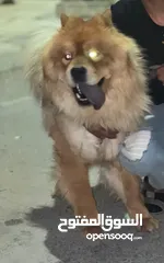 1 اتشاو تشاو