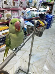  3 كساندرا متميز متكلم بوضوح مواجهة يُرجى متابعة الوصف