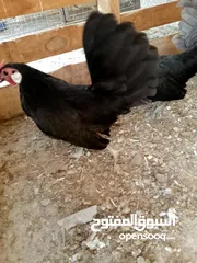  1 مطير عصافير للبيع
