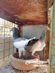  22 15 طير مخلف 4 يهودي رقبه شبر 4 مزههورات 4 نوري  1مخلف سلفر يهوديات نخب رقبه شبر 12 جوز يهودي