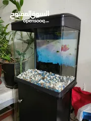  1 Aquarium for sale with filter and light