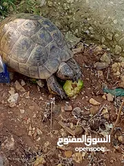  3 سلاحف للبيع