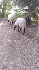  6 نعجه قبرصيه