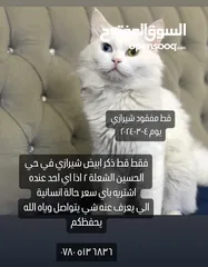  1 قط مفقود ابيض شيرازي