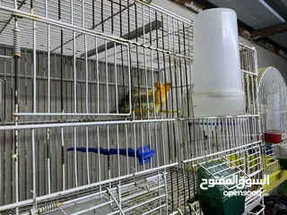  18 طيور كنار للبيع