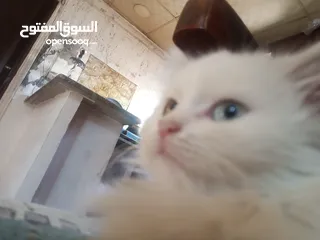  3 قط مكس شيرازي