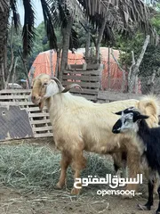  1 هوش من حلال الجواميد