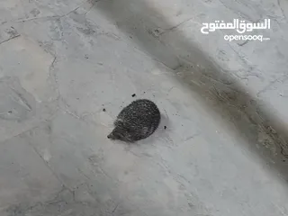  1 قنفذ للبيع صحه ونضافه