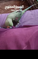  3 للبدل جوز حسون مستوى اول منتج +  ببغاء كساندرا ذكر فحل اليف متكلم حجم دبل دبل دبل جامبو صحه ونضافه
