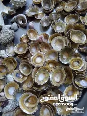  7 جواهر البحر الاحمر