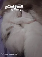  5 قصه سكره و لوزه أنقذت امهم (ببلي) من شارع لما أهلها ىموها وهيا حامل ولدت عندي وكبرو ولادها عندي