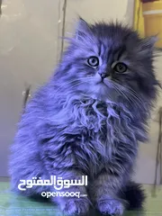  1 ماشاء ذكر شيرازي عمر شهرين