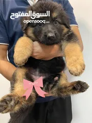  3 German Shepherd Puppies for sale