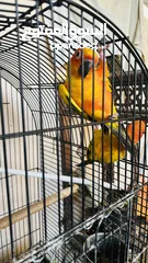  3 Sun Conure Pair