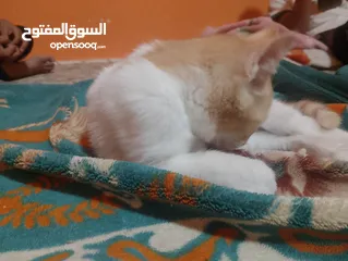  2 بيع قطة شيرازي نضيف ب8 ريال