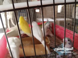  11 عصافير توكتيل جوز عصافير حب مخاليف