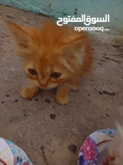  1 قطط شيرازي صغار غير ملقحات