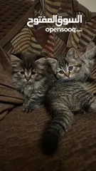  8 بريتيش وشانشيلا العمر شهرين ذكر وأنثى