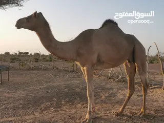  5 ناقة أصل للبيع