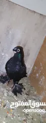  1 طيره  مخلفه