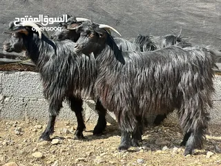  4 جدايه سودات كامل