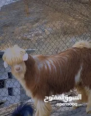  2 مشاريع فحول حجم طيب