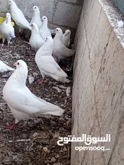  2 حمام فرنسي لاحم سوبر جامبو بيور  السلالة الفرنسية الاصلية