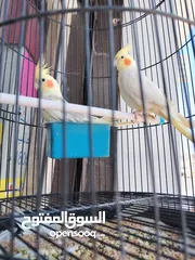  2 جوز طيور كوكتيل