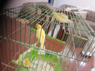  12 كناري أنثى جاهزة مع قفص ب 25 دينار مشاء الله صحة و نظافة موجودة بشفا بدران مع ذكر شهر و يجهز ب 10