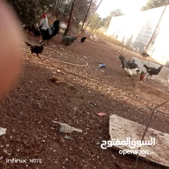  1 موجود انثى بط مصري ديك دجاج بلدي