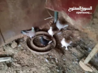  17 حمام للبيع في الزرقاء العالوك بجانب بقالة الصقر التواصل عبر الواتس اب