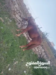  2 حصان للبيع