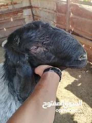  3 فحل صقري صلاة النبي  ثني