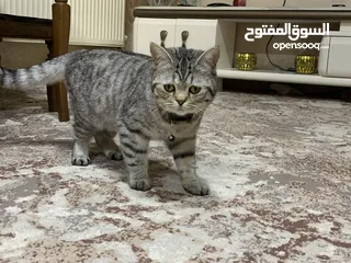  1 قطة أنثى (بريتش شورت هير ) زنخة وبتضل تلعب ما شاء الله مطعمة ومعها دفتر تبع العيادة عمرها اقل من سنة