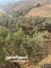  3 مزرعة للبيع