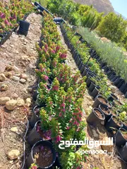  25 شتل مثمر وزينه      مشتل اشتال شجر