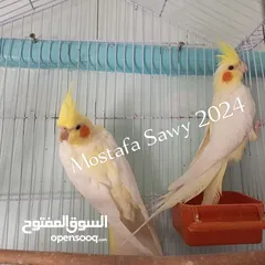  1 ببغاوات كوكتيل أو كروان لاتيني بيرلات انثتان