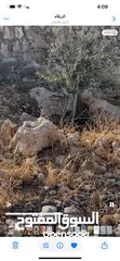  3 ارض زراعية للبيع في صروت - الزرقاء