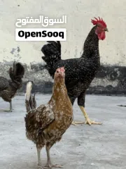  12 دجاج وديوك للبيع