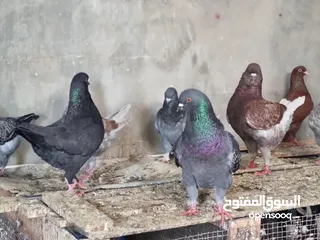  2 حمام كنج وحمام مصري للبيع